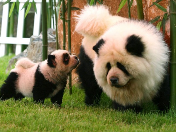 Panda Dogs