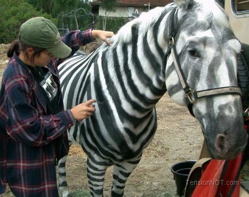 Horse Zebra
