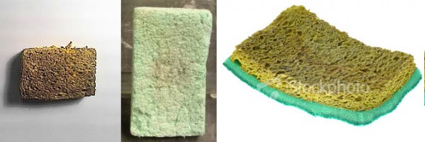 Dried-out sponges