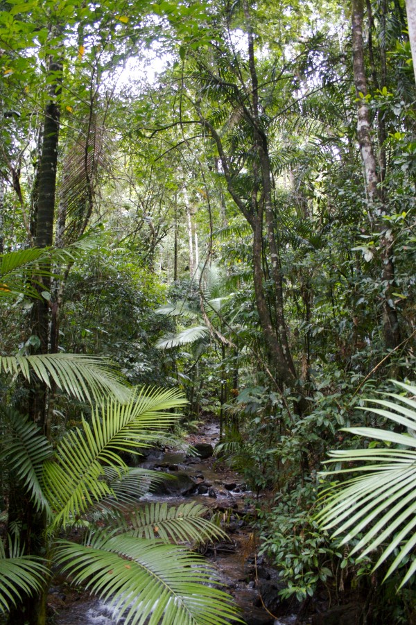 Daintree Rainforest. Image credit: flickr user Fordan, a.k.a. Bob Snyder.