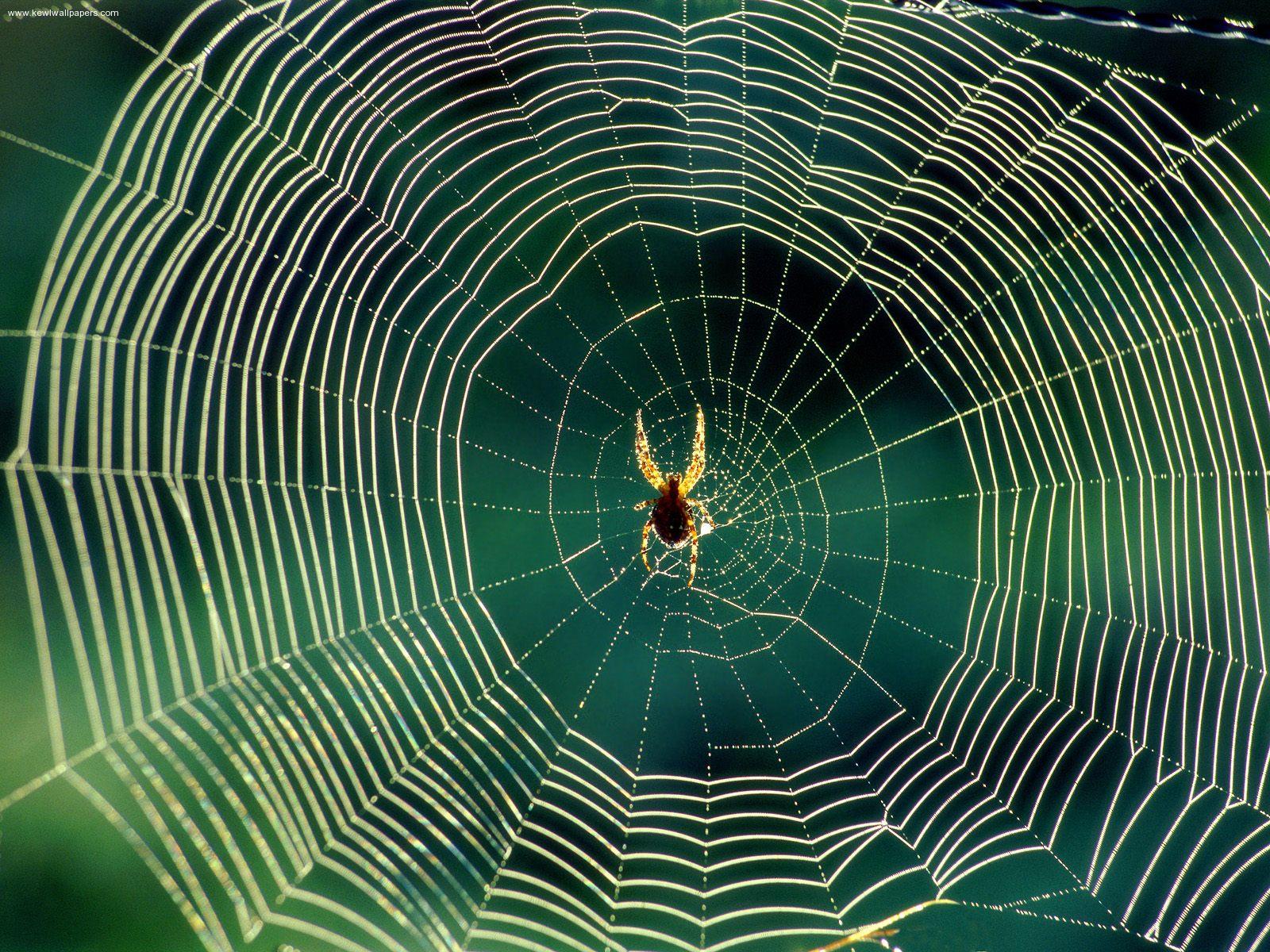 weekend-diversion-spider-webs-on-drugs-scienceblogs