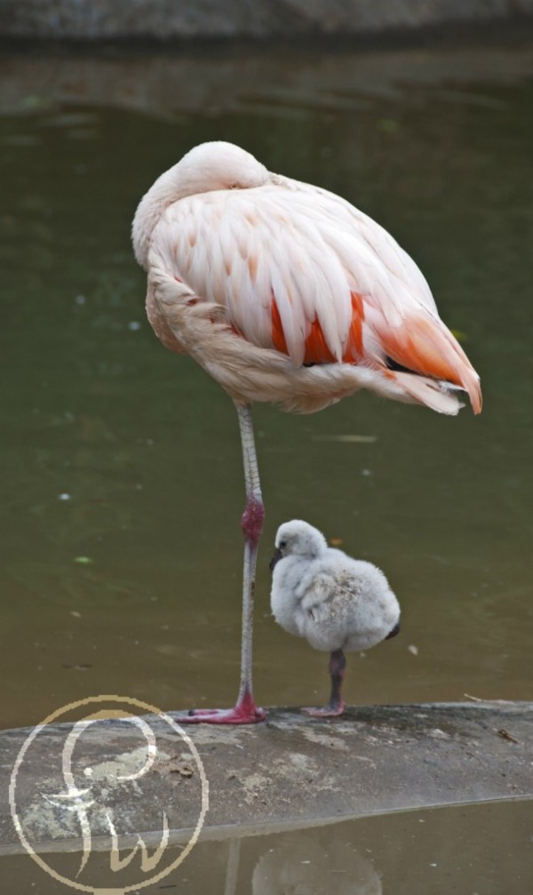 Image credit: Fort Worth Zoo blog, via http://www.safarisamblog.com/.