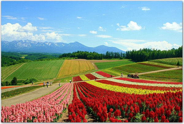 Image credit: Jessica at Ways of Wanderers, via http://waysofwanderers.com/colourful-flower-fields-biei/.