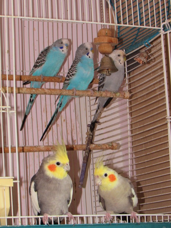 Image credit: animal lover VeganMom, via http://veganmom.blogspot.com/2014/06/more-changes-good-and-bad-to-our.html. These are not Claud's parakeets, but simply some outstanding specimens of these delightful birds!