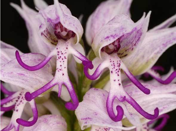 The Hanging Naked Man orchid. Image credit: Jerry Coyne via https://whyevolutionistrue.wordpress.com/2015/11/06/the-bizarre-naked-man-orchid/.
