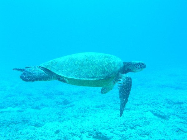 Image credit: public domain photo by pixabay user shanerkidwell, via https://pixabay.com/en/turtle-ocean-blue-sea-underwater-287973/.