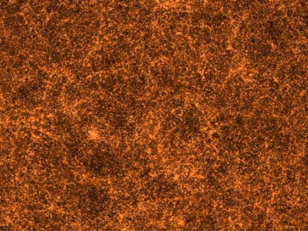 Our view of a small region of the Universe, where each pixel in the image represents a mapped galaxy. On the largest scales, the Universe is the same in all directions and at all measurable location. Image credit: SDSS III, data release 8, of the northern galactic cap.