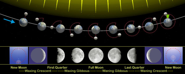 The Moon takes a little over 27 days to orbit 360º around Earth, a little over 29 days to go from new Moon to new Moon again, but a total of 14 lunar cycles, or 411 days, to go from a full Perigee Moon to a full Perigee Moon again due to the motion of its elliptical orbit around the Sun. Image credit: Wikimedia Commons user Orion 8, under a c.c.a.-s.a.-3.0 license.