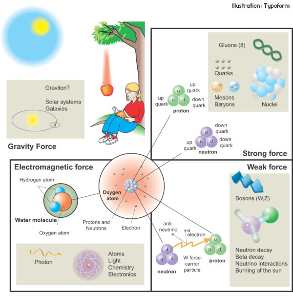 The four forces (or interactions) of Nature, their force carrying particles and the phenomena or particles affected by them. The three interactions that govern the microcosmos are all much stronger than gravity and have been unified through the Standard Model. Image credit: Typoform/Nobel Media, via https://www.nobelprize.org/nobel_prizes/physics/laureates/2004/popular.html.