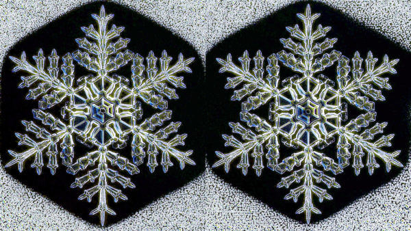 Two nearly identical snow crystals as grown under laboratory conditions at Caltech. Image credit: Kenneth Libbrecht / Caltech / SnowMaster 9000.