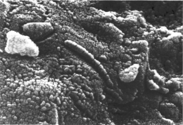 Relic microbes revealed by a scanning electron microscope in the ALH84001 meteorite, which originated on Mars. It is unknown whether the microbes are of Martian origin or not. Image credit: NASA, 1996.
