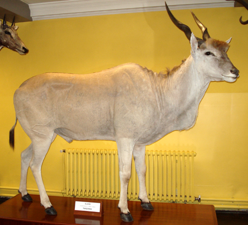 Stuffed megamammal week, day 2: Eland - Vimarsana News