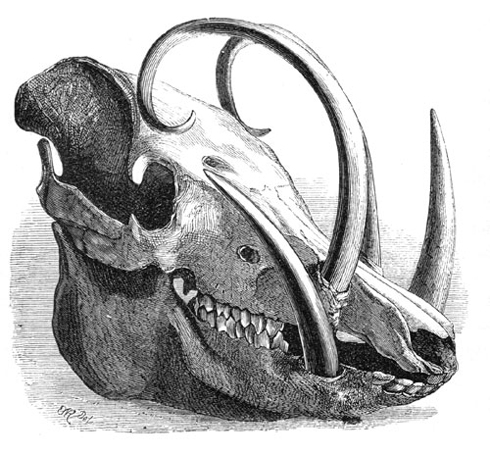 What's with the bizarre curving tusks? Babirusas, part III | ScienceBlogs