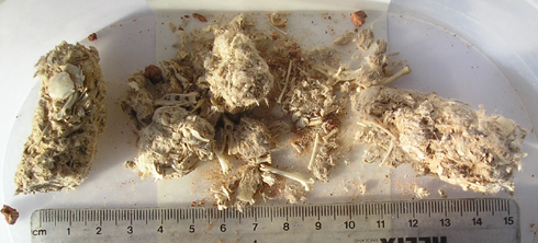 Chock-full of rodent bones | ScienceBlogs - Vimarsana News