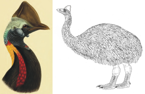 Walter Rothschild and the rise and fall of Sclater's cassowary - Vimarsana News