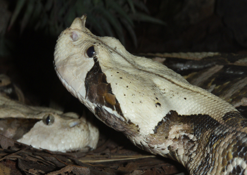 horned pit viper